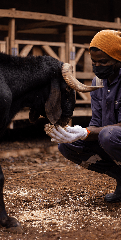 Livestock Background